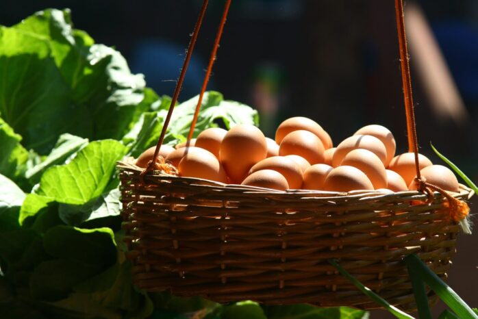 Basket Full of Eggs. Concept for Building a Diversified Portfolio