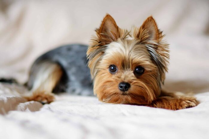 a yorkie on the bed