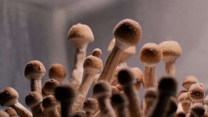Cultivating Magical Mushrooms