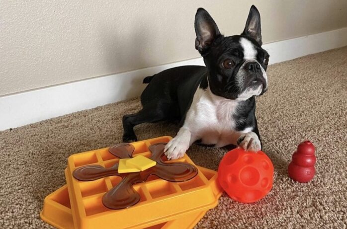 Interactive Toys for Pets