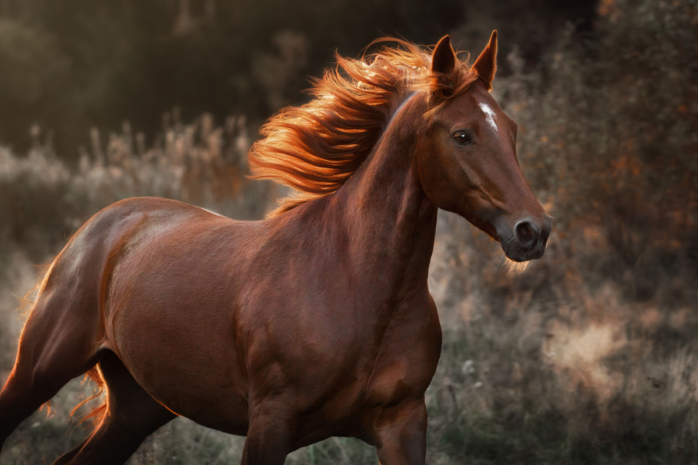 An image of a healthy horse running with his mane flowing in the wind.